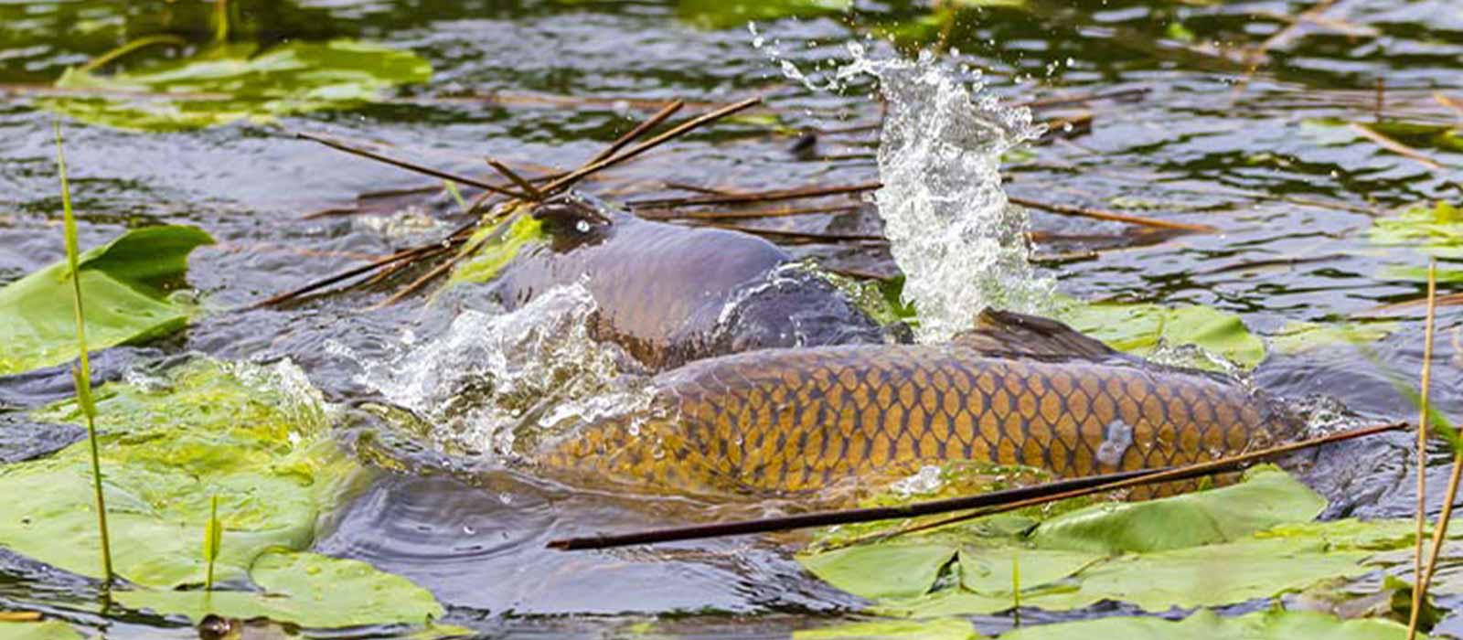 Wilde karpers paaien