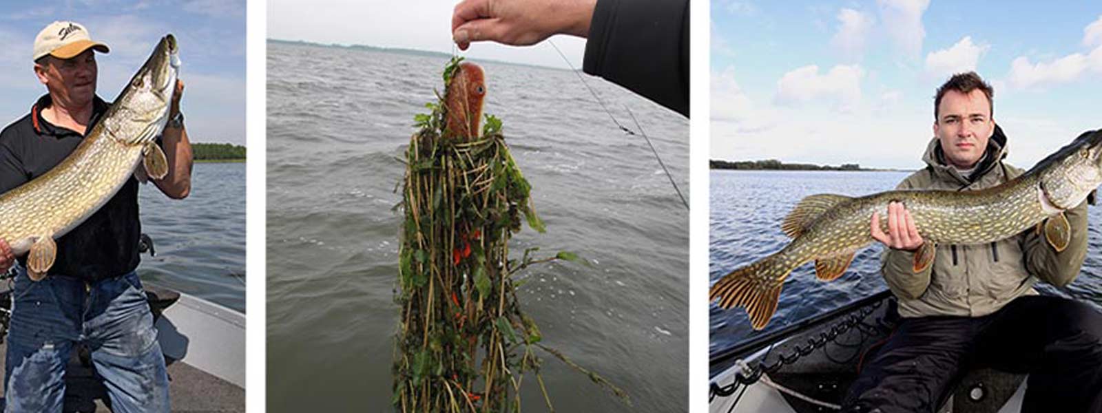 veluwemeer_groen_raven